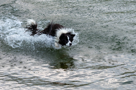 澳大利亚牧羊犬在湖里玩耍和漂浮