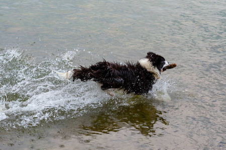 澳大利亚牧羊犬在湖里玩耍和漂浮