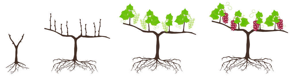 在白色背景下分离的葡萄植株生长周期照片