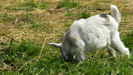 一个山羊的孩子在农场里走过一个黄色的稻草背景。一只小山羊的原始黑白颜色
