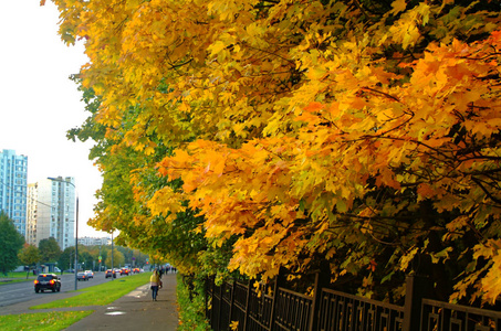 公园秋季明亮的黄叶