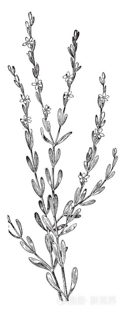 刺centaury 是 erythraea 麦冬的种类.