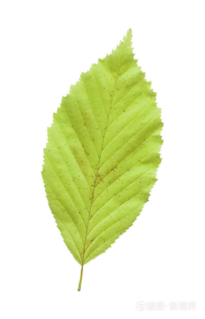 单绿榆树叶在白色背景查出的美丽明亮五颜六色的榆树绿叶
