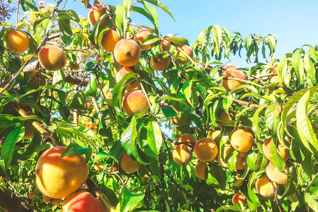 夏天在树上熟透桃子照片