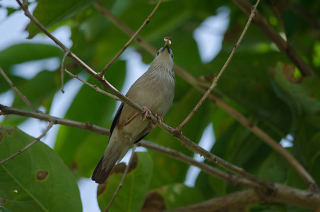 板栗尾斯塔林鸟 Sturnus 点带 位于泰国的分支机构