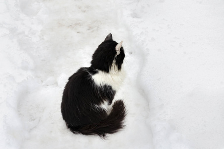 黑色和白色的猫坐在雪中在一个寒冷的冬日,特写