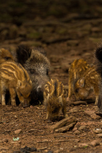 照片来自 Wildpark Betzenberg, 位于德国凯泽斯劳滕市附近