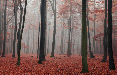 在秋天的森林雾的早晨