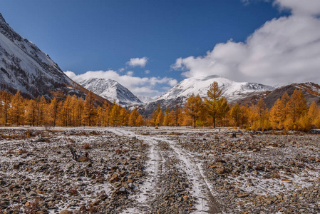 令人惊叹的秋天景观与金色的落叶松树, 石质的道路和第一个雪在山上的蓝天与云