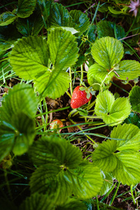 红草莓的叶子和茎的植物