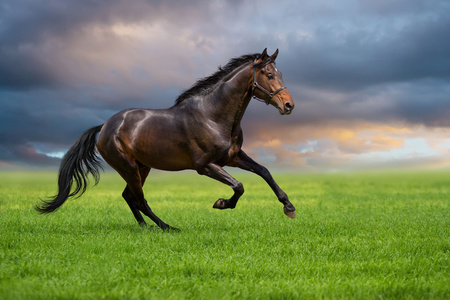 马驰骋在绿色的草地上图片