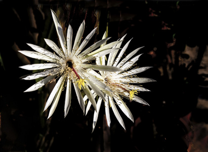 epiphyllum 仙人掌在夜里盛开