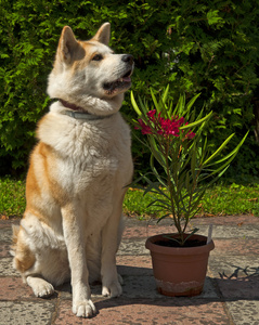 秋田犬与夹竹桃