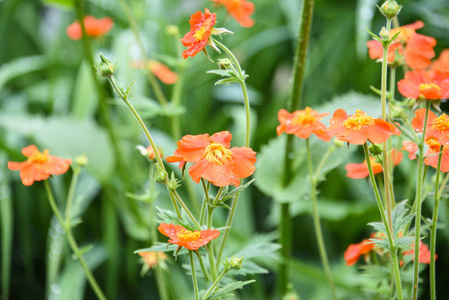 红花蓝布金子 aleppicum 在花园里