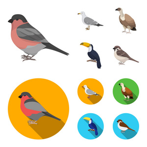 海鸥, 巨嘴鸟和其他物种。鸟类集合图标在卡通, 平面式矢量符号股票插画网站