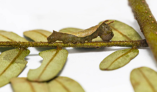 普通摩罗蝶 Pantoporia hordonia 吃寄主植物叶的毛虫