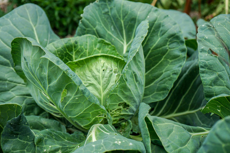 有机卷心菜沙拉头, 甘蓝 olearaceae