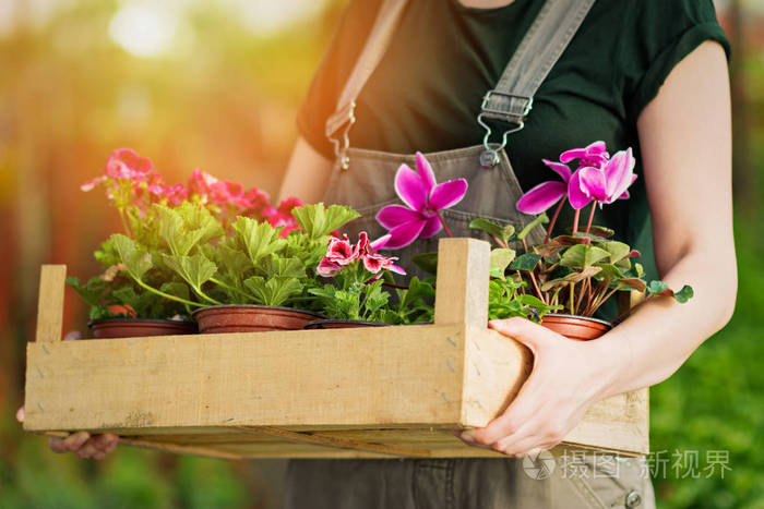 在阳光明媚的日子里女园丁抱着一盆鲜花在阳光明媚的日子里一个不被认