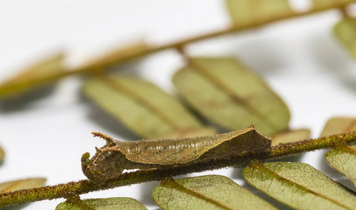 普通摩罗蝶 Pantoporia hordonia 吃寄主植物叶的毛虫