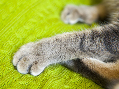 猫的前爪与爪子关闭照片