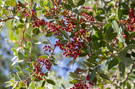 黄连黄连木黄连红色成熟的水果和叶子在树枝上照片