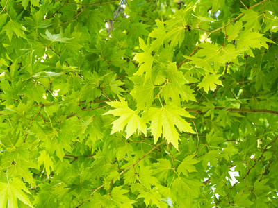 在公园的枫叶树上关闭绿色枫叶叶子照片