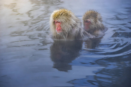 日本长野温泉温泉汤田中的日本雪猴放松