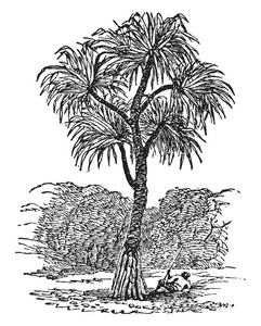热带森林艺术：黑白线条图中的热带棕榈树和雕刻兰花