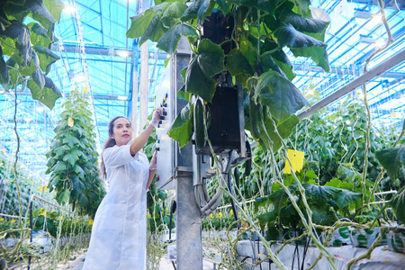 年轻女科学家肖像现代工业农场温室蔬菜质量检测的研究复制空间