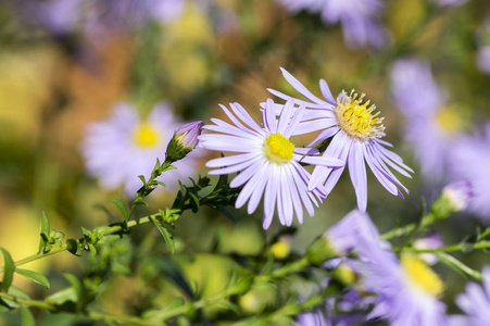 Symphyotrichum 新星angliae 米迦勒菊花开花, 秋季观赏草本多年生植物