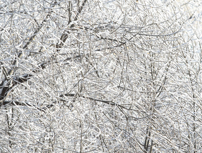 雪中的树木, 冬日的风景