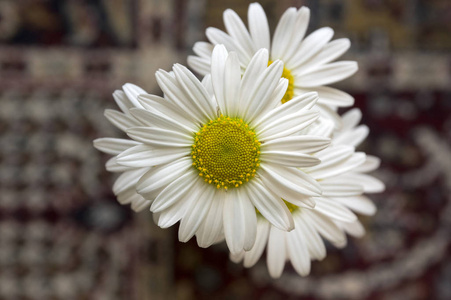 Leucanthemum 挥发油草花与白色花瓣和黄色中心开花