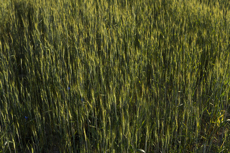 年轻的绿色麦田。成熟的耳朵小麦。农业。天然产品。农业景观