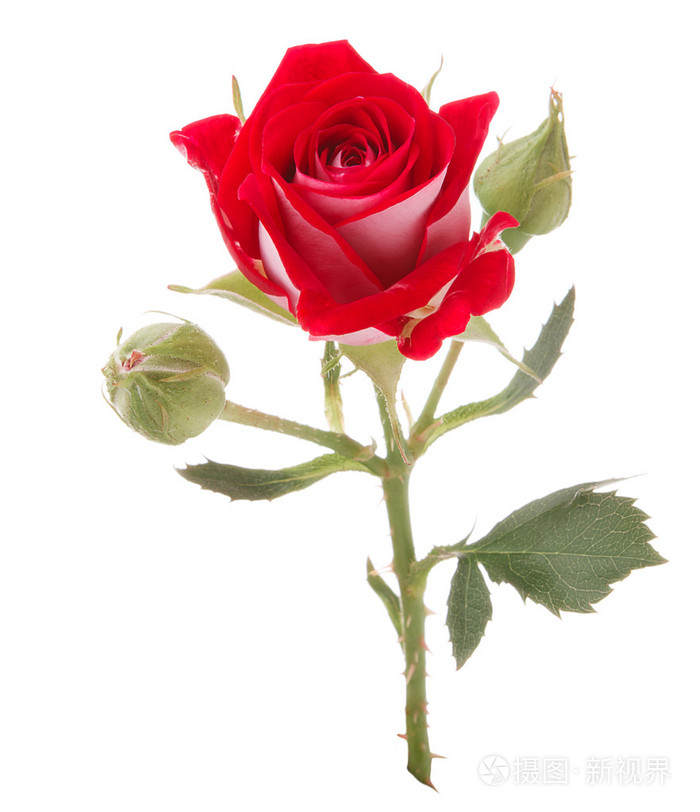 红玫瑰头花隔绝在白色背景缺口