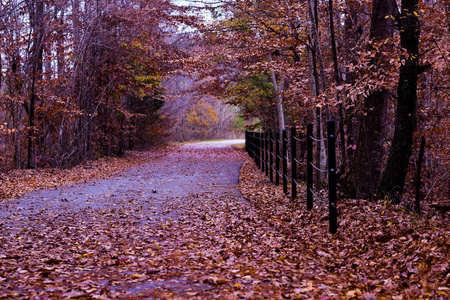 这是一幅自然足迹在秋季被红树叶覆盖的图像。