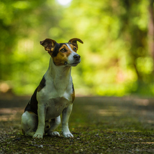 狗杰克罗素梗犬