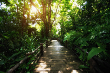 美丽的雨林在自然小径在泰国是一个非常受欢迎的摄影师和游客。自然和旅行概念