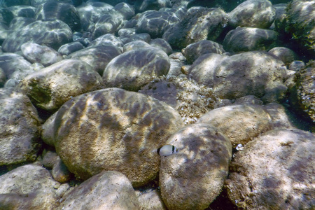 海底生活水下岩石阳光, 水下生活