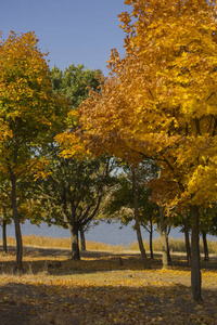 秋天的风景。日出时在湖边森林。枫树的种植园。树木把树叶扔了。地面上的阴影