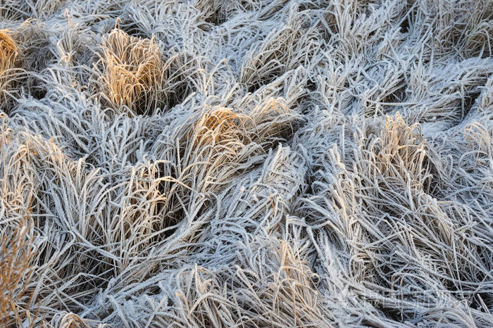 由于霜冻的清爽和潮湿程度高, 在寒冷的清晨, 草甸上覆盖着霜冻
