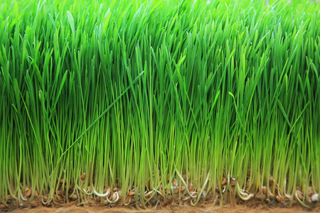 大麦叶子发芽的大麦照片