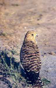 大 kestrel falco rupicoloides, 中卡拉哈里狩猎保护区, 博茨瓦纳, 非洲