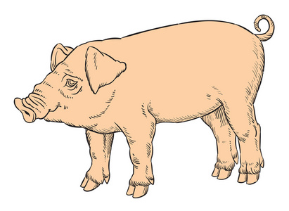 绘图的猪彩色手绘图的国内猪照片