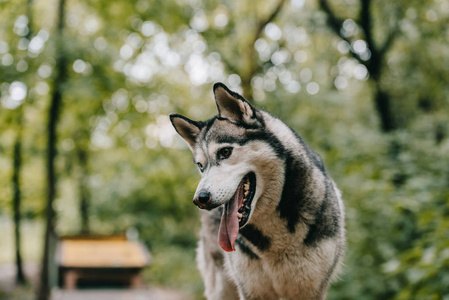 绿园西伯利亚哈士奇犬