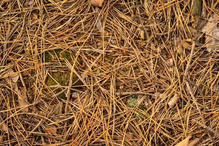 秋天的锥体和云杉的针落在草地上, 苔藓靠近。复制空间背景