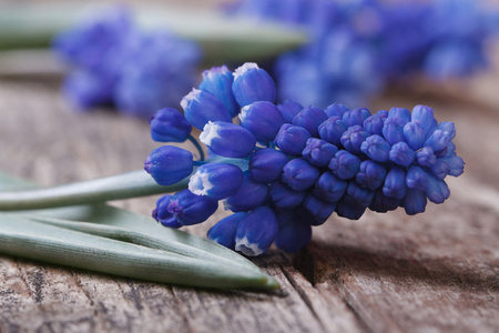 穆斯卡里吊兰图片