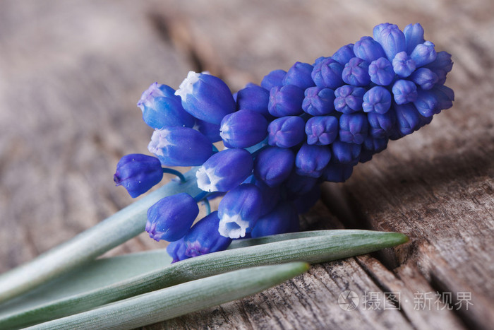 有一年春天花蓝色穆斯卡里特写水平