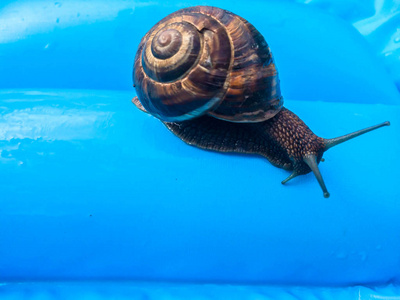 大尺寸蜗牛海螺图片