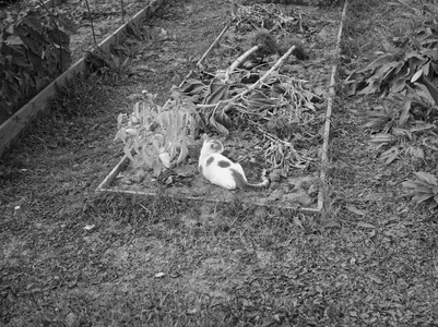 半岁的小猫在花园里