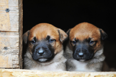 小狗只比利时牧羊犬玛利诺犬